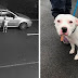 Dog Doesn’t Realize He Is Being Abandoned, Desperately Tries To Get Back In Car