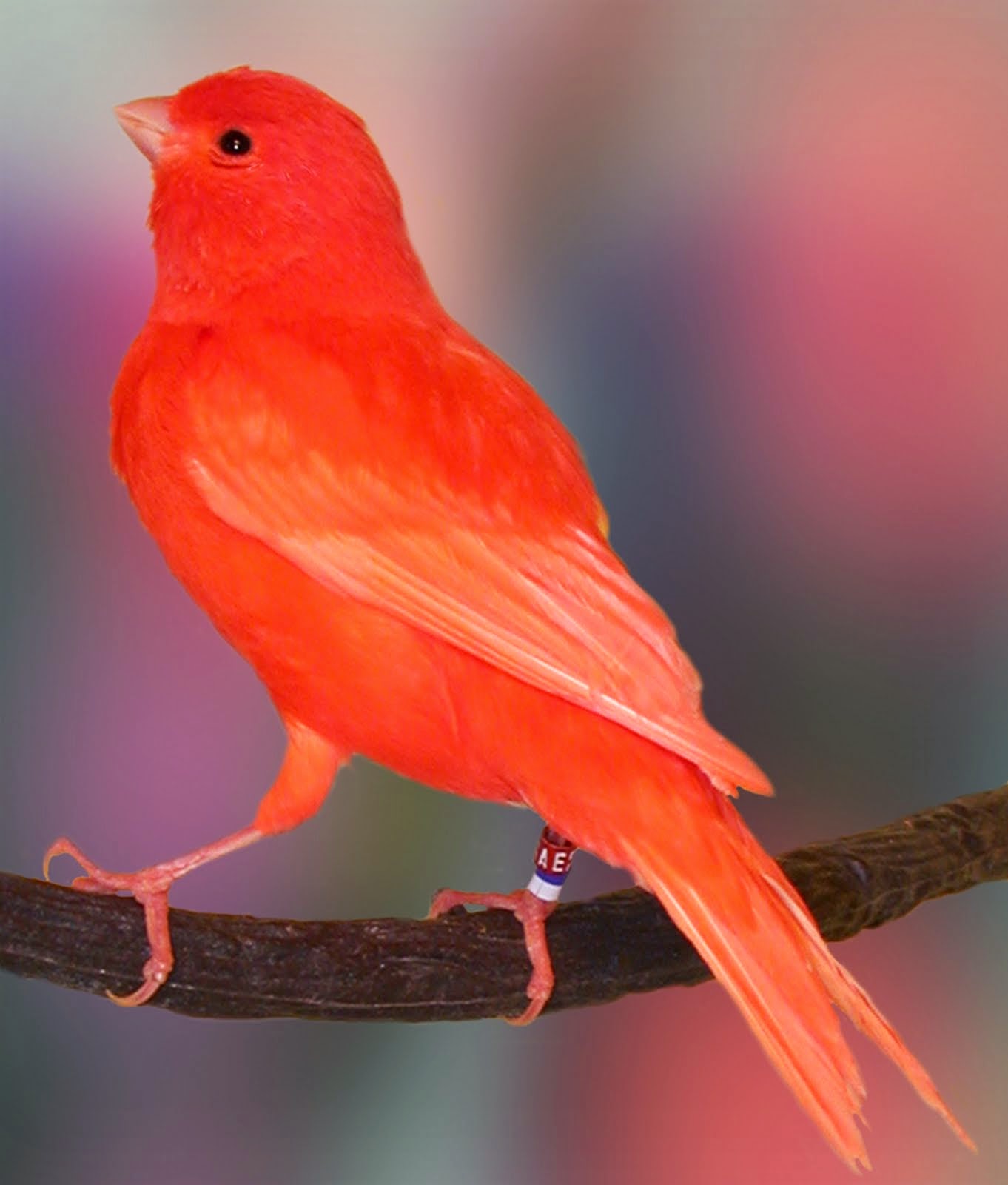 Foto Burung Kenari Red Terbaik