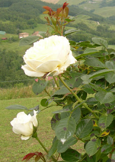 rosa mon jardin et ma maison orto erbe aromatiche confetture petali secchi al giardino della fattoria didattica dell ortica a Savigno Valsamoggia Bologna in Appennino vicino Zocca