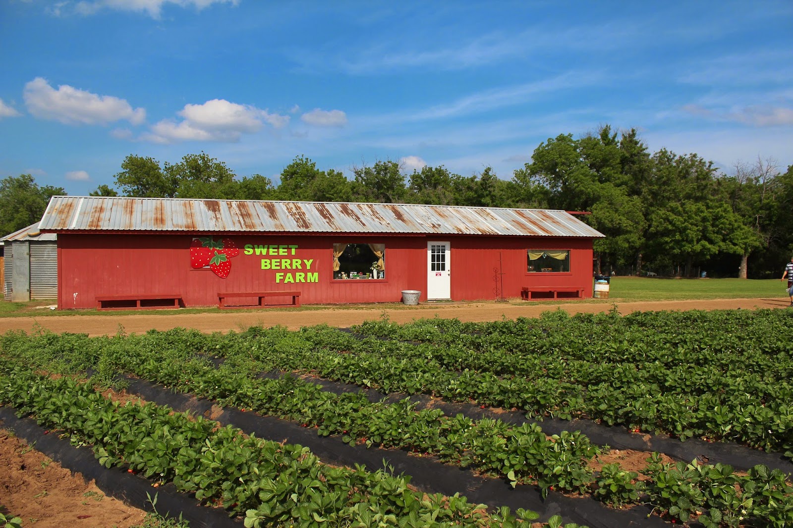 The Dyer Family: Sweet Berry Farms & The Oasis in Austin