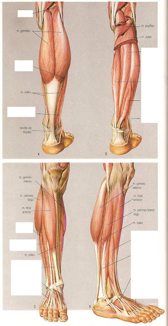 La profiláctica a la curvatura de la columna vertebral
