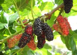 obat herbal penyakit jantung dengan konsumsi buah murbei