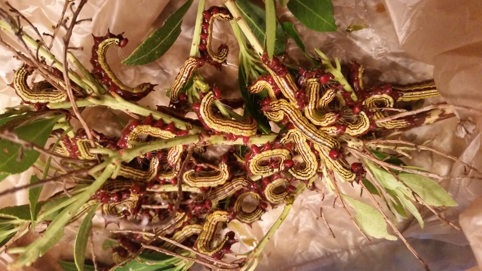 to the Pitt County Arboretum What's eating my azaleas?