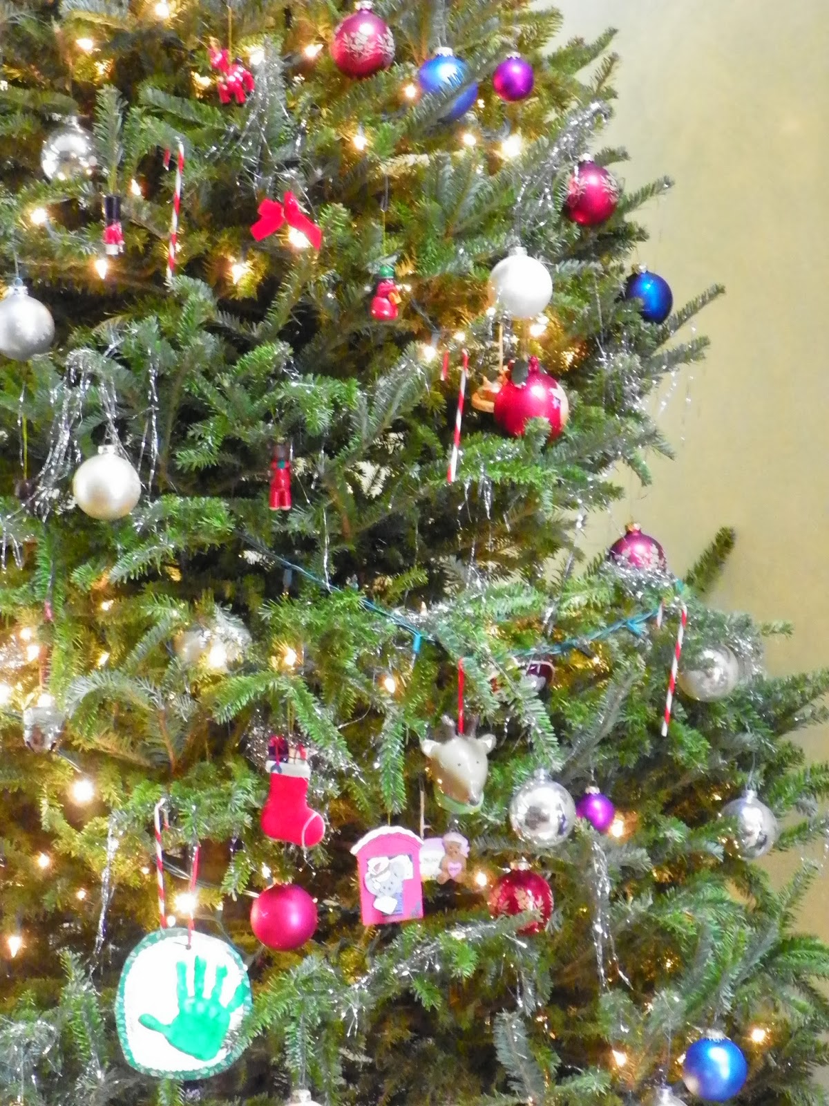 Houseplant SOS Live Christmas Trees