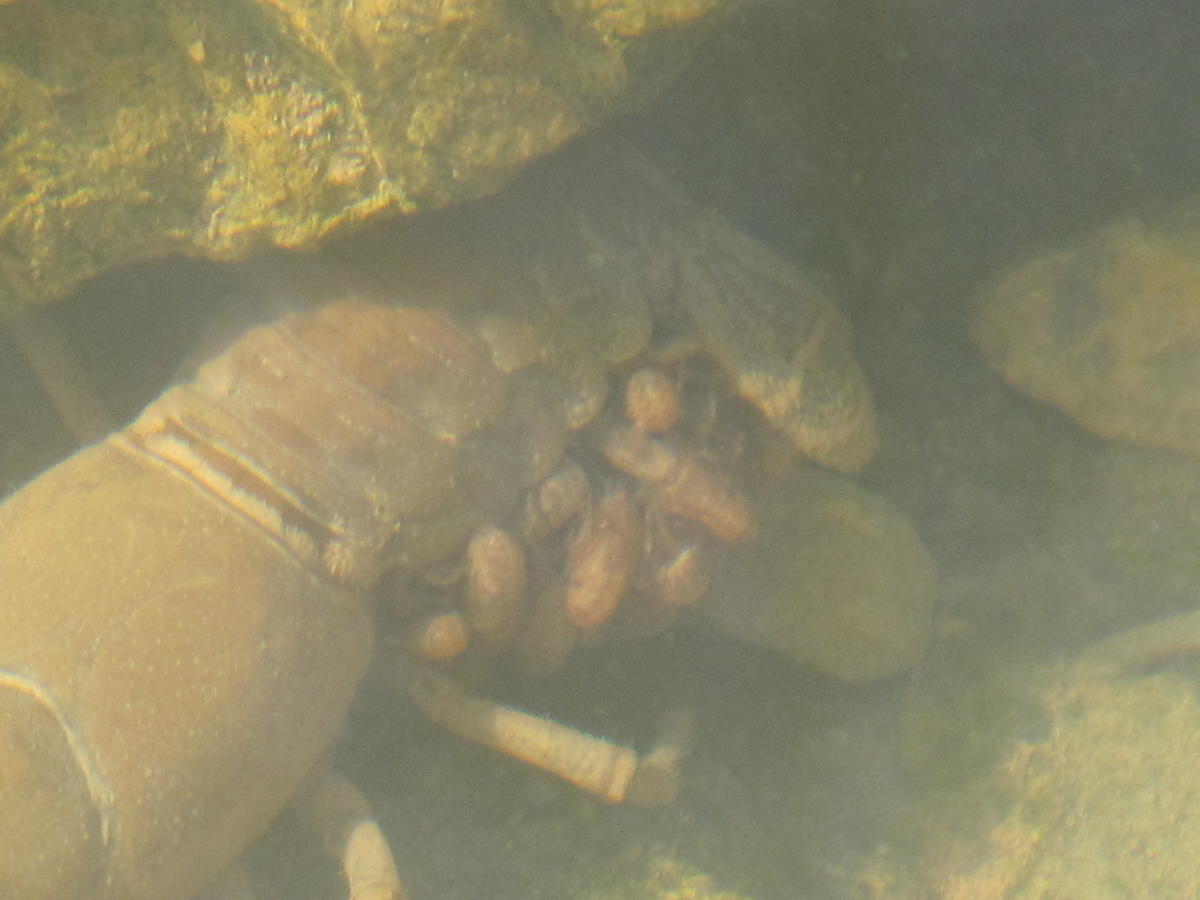 Blue Jay Barrens Crawmom