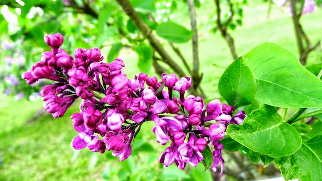 Violetinės alyvos Violetta žydinčios alyvos