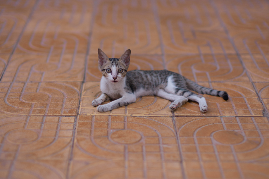 Cat In Cambodia May 2016