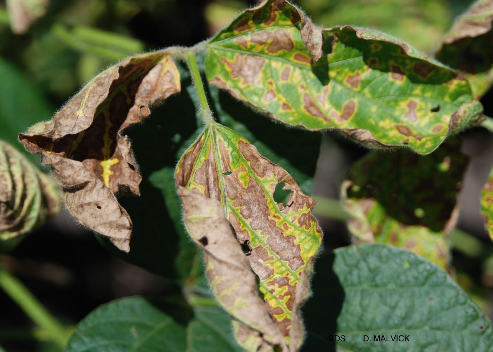 Review of Soybean and Corn Disease Problems in Minnesota in 2016