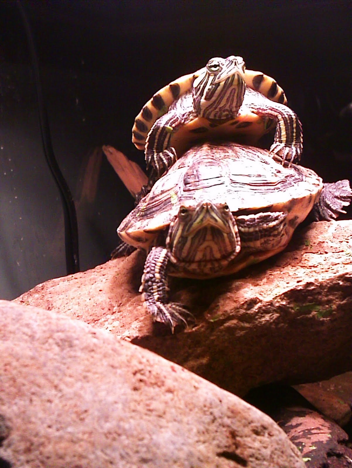 Richmond Reptile Rescue Red Eared Sliders