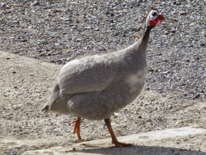 Ayam Mutiara Lavender (Lavender guinea fowl) 