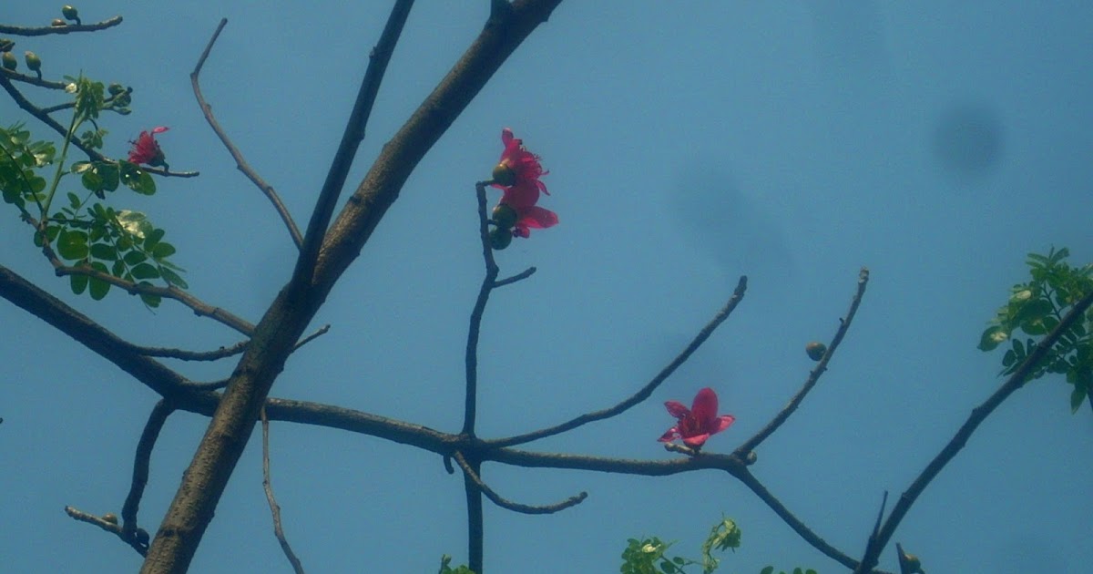 Photos:Flowers In February 2016 - Part 1!!