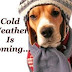 Dog and Cold weather