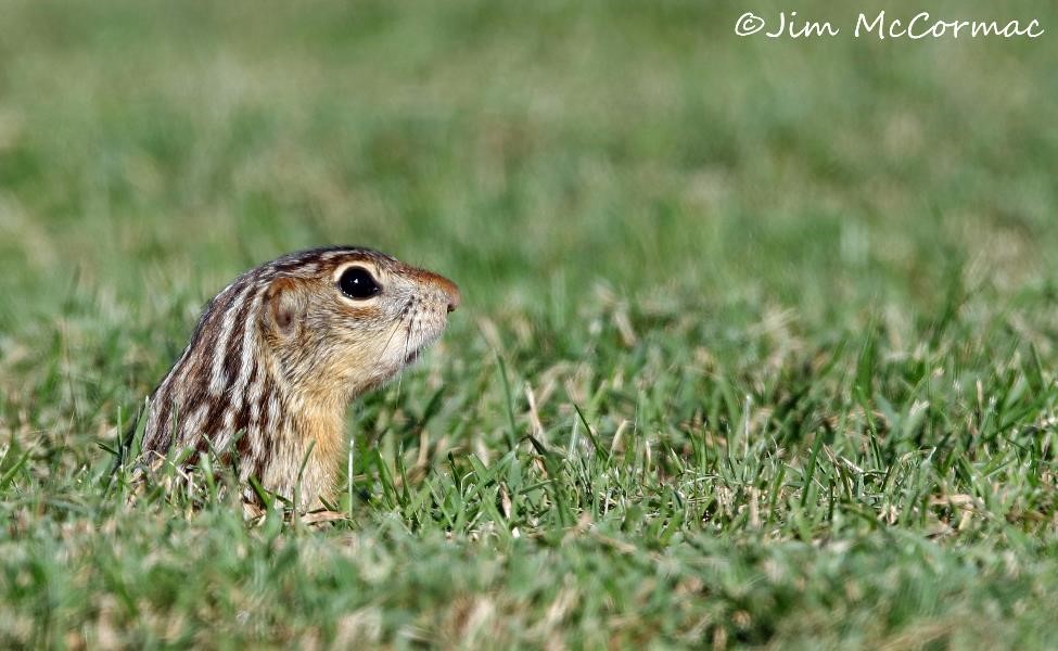 Ohio Birds and Biodiversity Thirteenlined Ground Squirrels!
