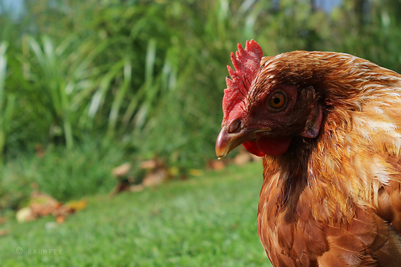 Domschule Der Kessener