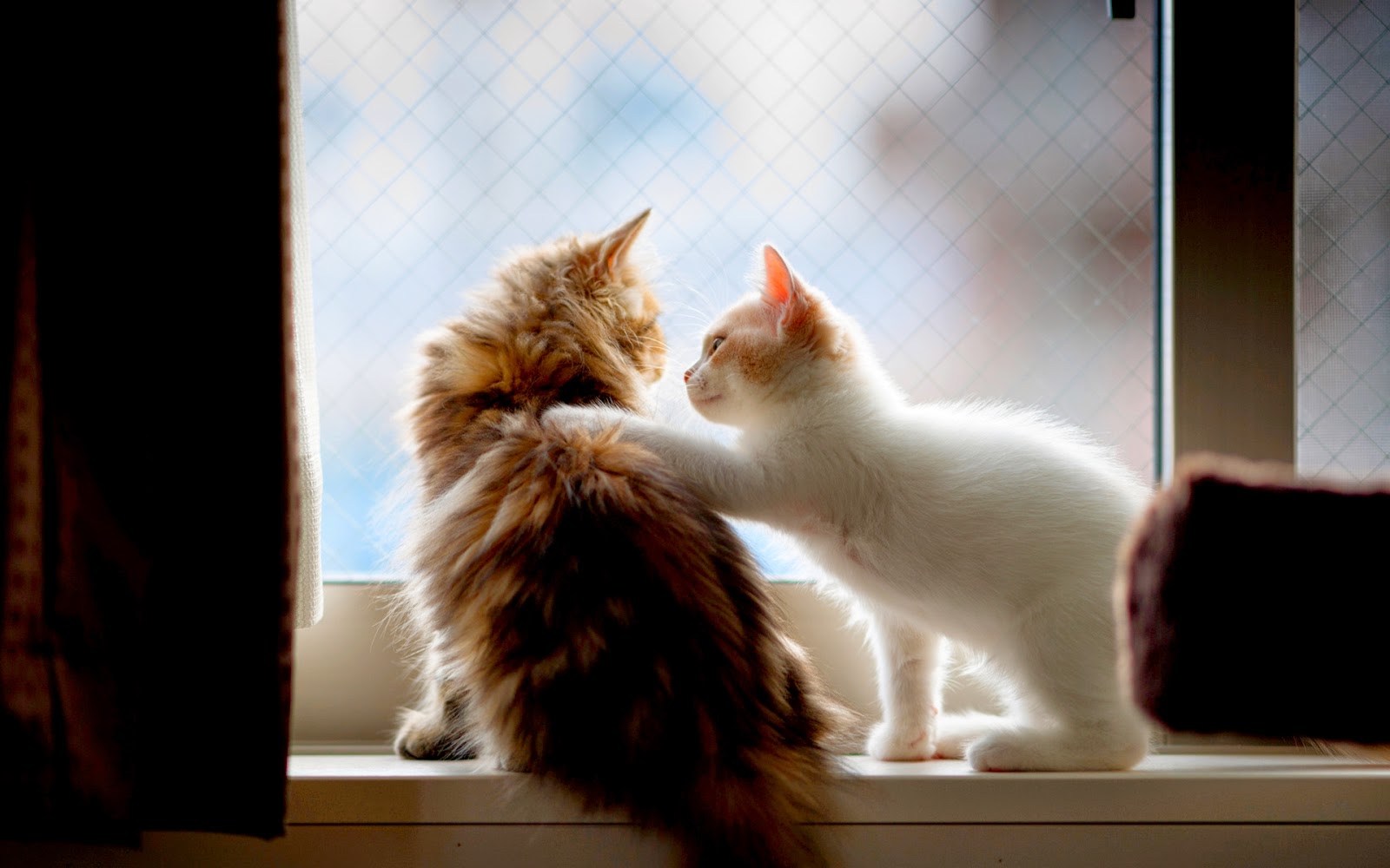 Kumpulan Wallpaper Pc Kucing | Stok Wallpaper