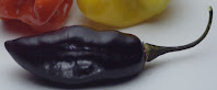 A narrow black pepper pod.