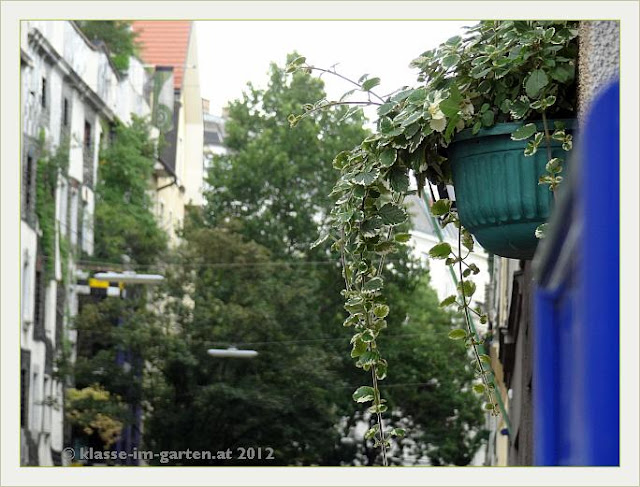 Ampel mit Blattschmuckpflanze als Verbindung zum Kunsthaus Wien