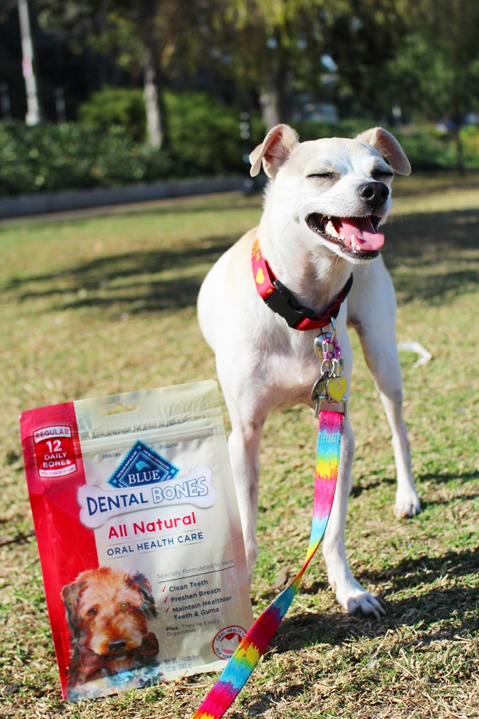 HAPPYHAZEL Celebrating National Pet Dental Health Month with