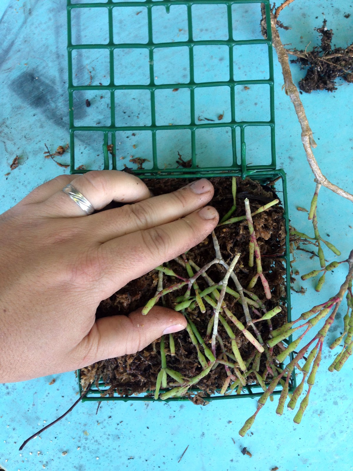 The Rainforest Garden Make a Vertical Garden from Cheap Suet Basket