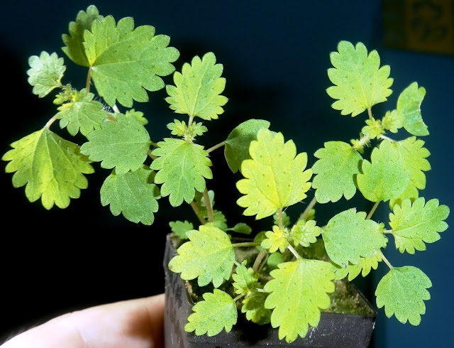 Urtica circularis