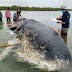 Baleia é encontrada morta na Indonésia com 6 kg de plástico no estômago.