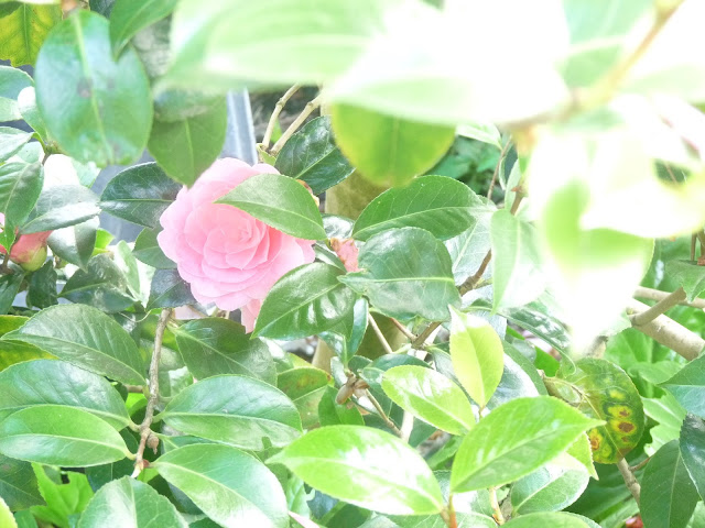 Pink Camellia flower