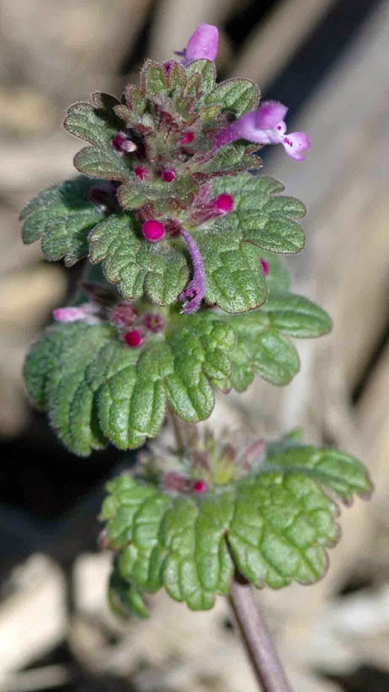 The Herb Hound: PURPLE DEADNETTLE/RED HENBIT
