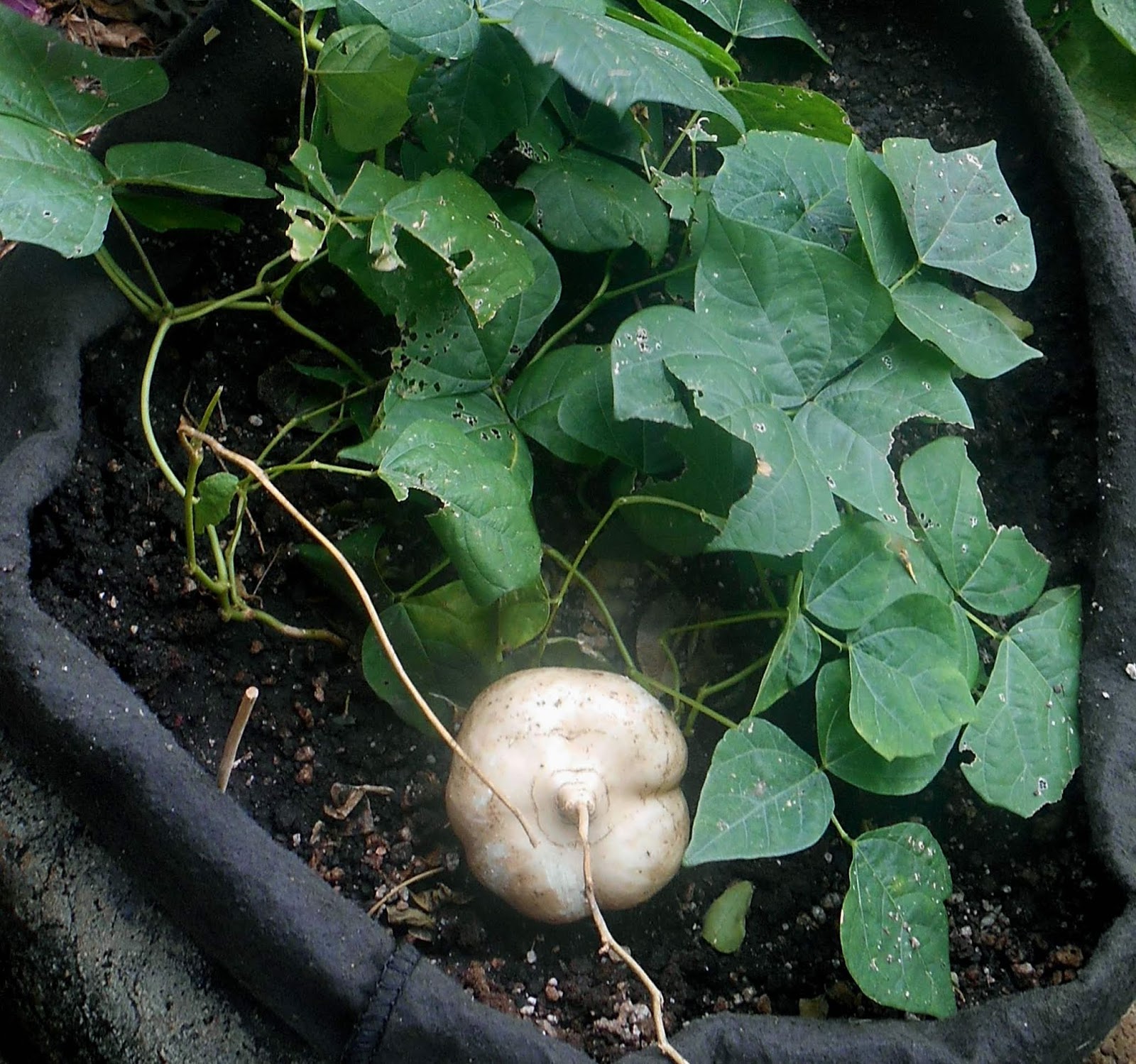 A Kitchen Garden in Kihei Maui