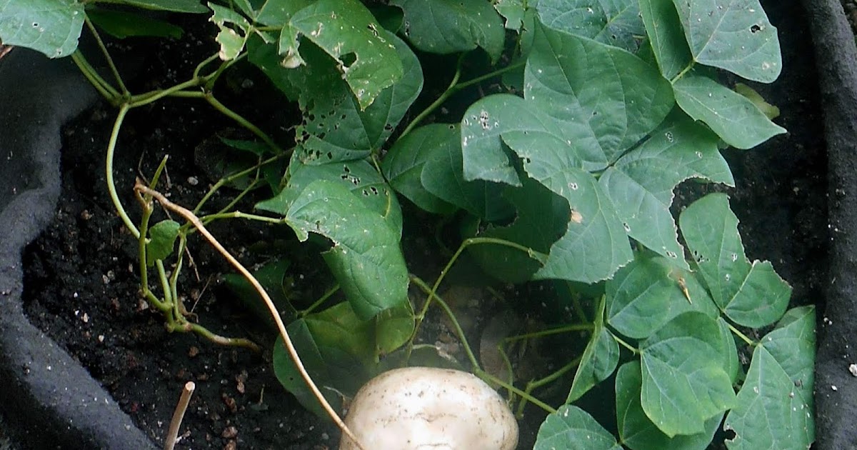 A Kitchen Garden in Kihei Maui Growing Jicama in Kihei