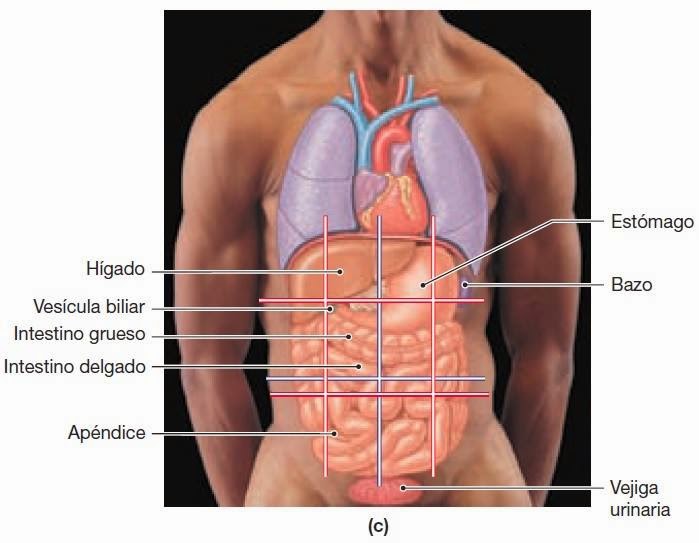 CUADRANTES ANATOMICOS EBOOK DOWNLOAD CUADRANTES ANATOMICOS EBOOK DOWNLOAD