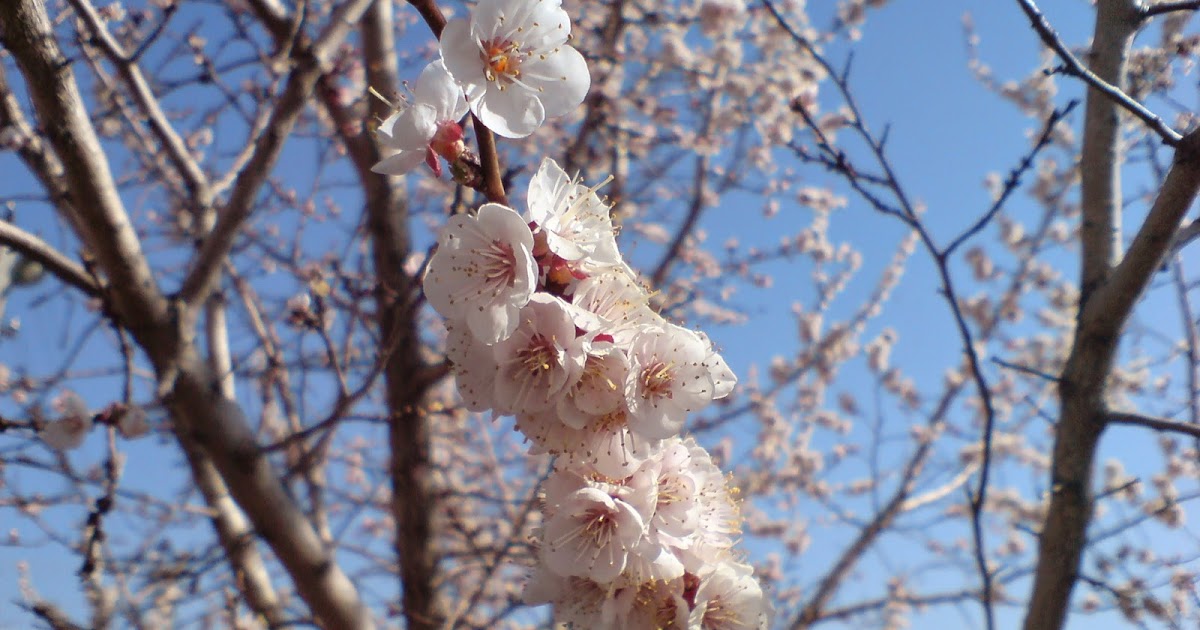 пчела на абрикосе. пчела на акации. абрикосовое дерево опыление. искусственное опыление деревьев. пчела на цветущем абрикосе.