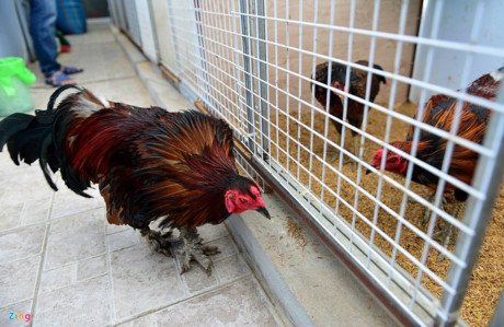 Chum anh: Trai ga vay rong o Sai Gon duoc dan choi san lung - Anh 12