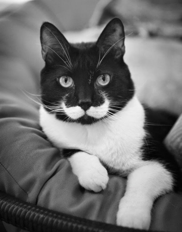 Gatos Curiosos por los Dibujos Increíbles en su Pelaje 1