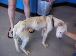 6/10/2011 "Norton was a walking skeleton when brought to PAL. He had bite/puncture wounds all over