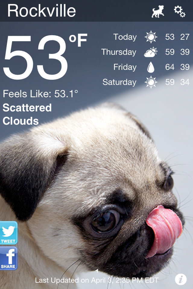 little house and a pug