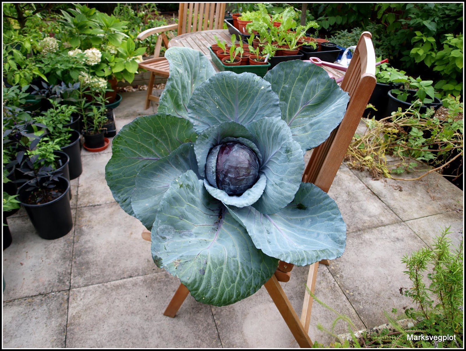 Mark's Veg Plot Red Cabbage "Ruby Perfection"