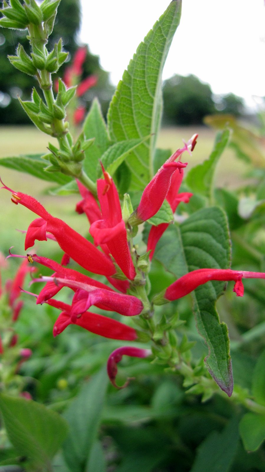 plant-photography-salvia-elegans-pineapple-sage-flowers