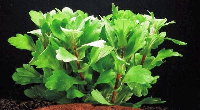 BIOTA AQUATIC PLANT: JUAL TANAMAN AIR/ AQUASCAPE UNTUK AQUARIUM AIR ...
