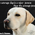 Best Of Love My Dog Quotes Sayings