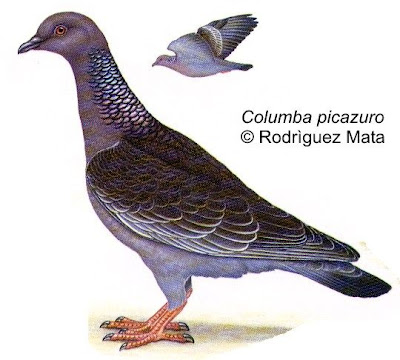 picazuro pigeon