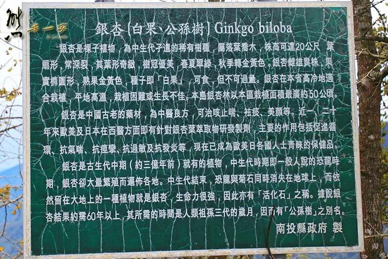 銀杏森林|武岫農圃|銀杏林觀景步道