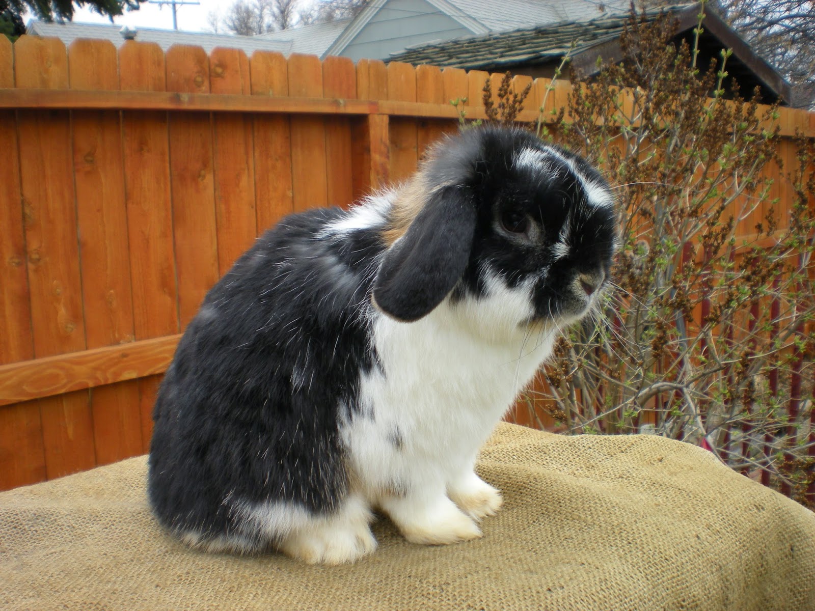 SHAMROCK RABBITS