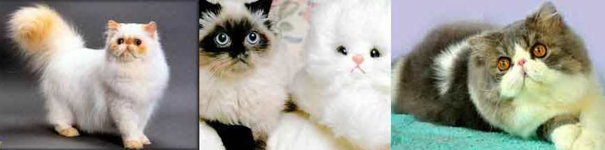 Merawat Kucing Persia Bbt Blog Baca Tulis Mewarnai Bulu