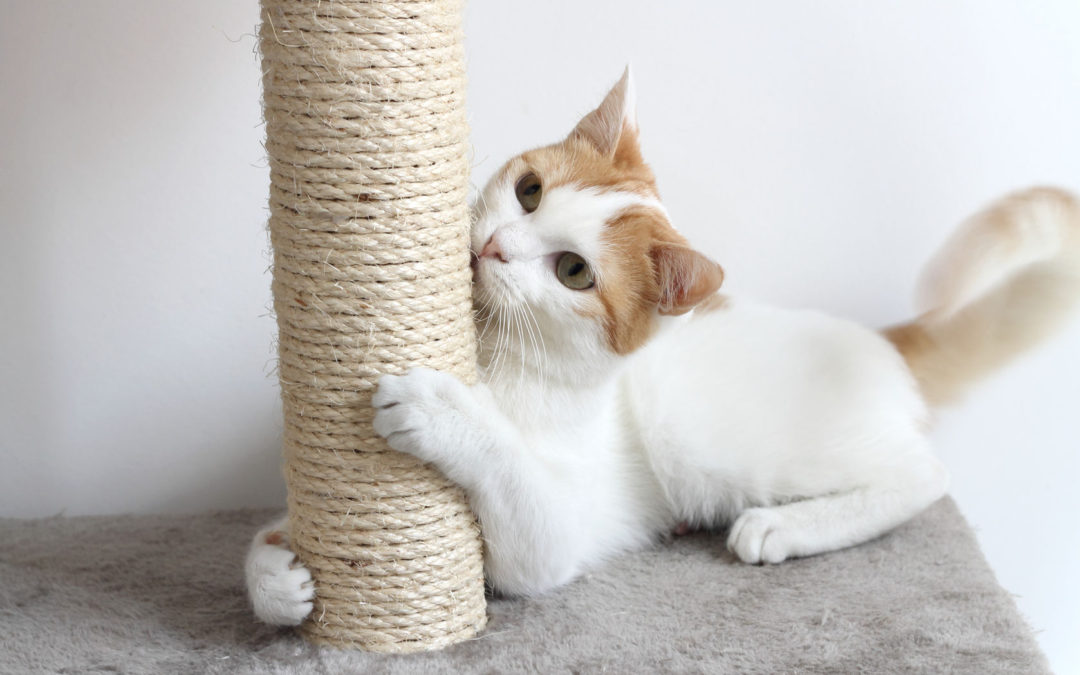 10 Reasons Why People Like Cats ? We Love Cats