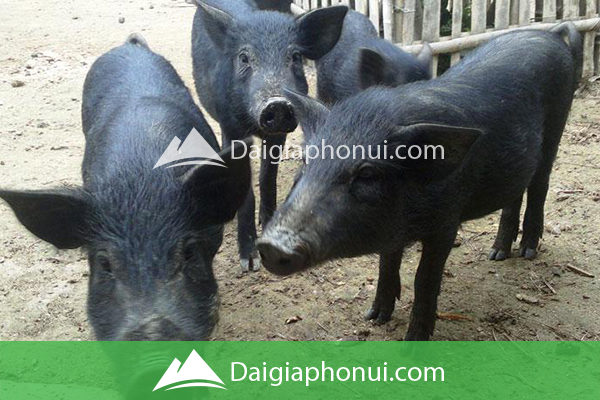 THỰC PHẨM SẠCH TƯƠI & KHÔ – Dai Gia Pho Nui THỰC PHẨM SẠCH TƯƠI & KHÔ – Dai Gia Pho Nui