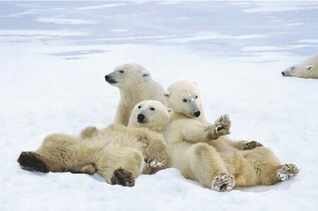 image: bears+watching