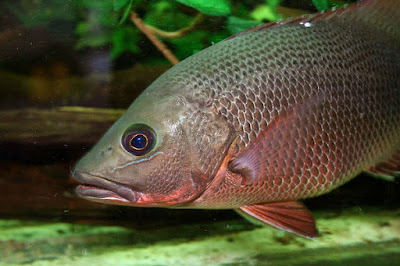 Mangrove Jack Mangrove Jack