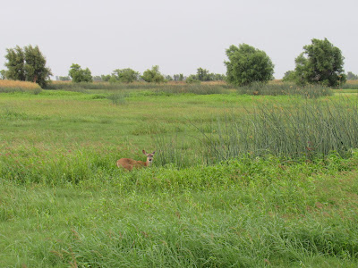 Black-tailed Deer