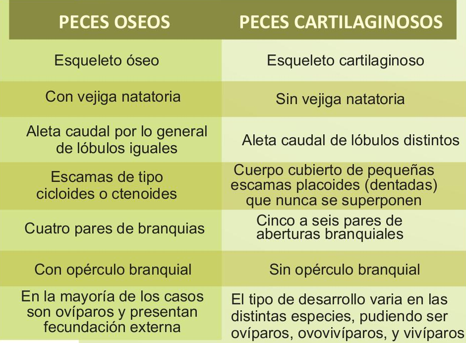 DIFERENCIAS ENTRE PECES OSEOS Y CARTILAGINOSOS