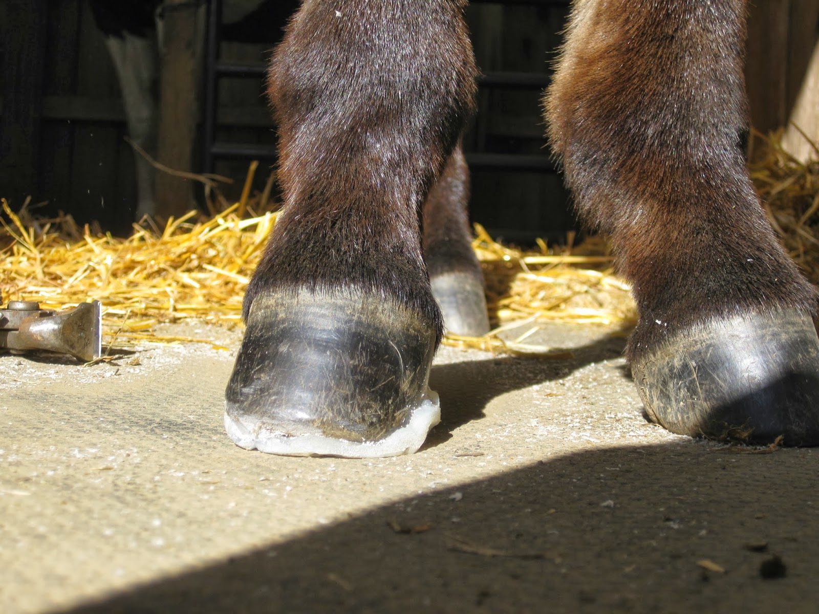 The Dancing Donkey Donkey Feet Ramsey
